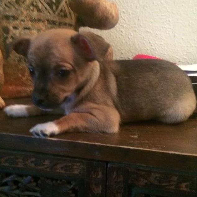 Our additional family members that make our lives complete, baby of the family Dakota 2016