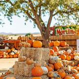 Mortimer Farms