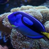 ABQ BioPark Aquarium