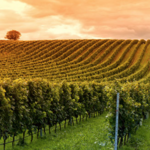 Healdsburg
