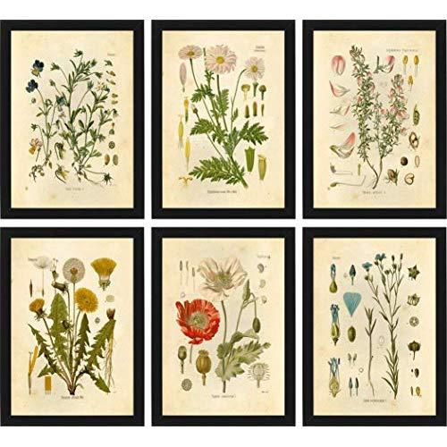 Ink Inc Botanical Prints Wildflower Prints Floral Wall Art - Set of 6-8x10 - Matte - Unframed