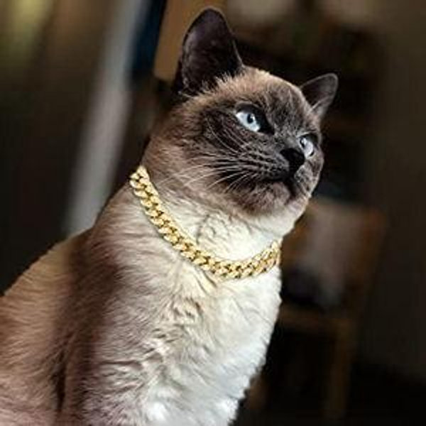 Cat Aquisition and Lifestyle Fund 🐈‍⬛