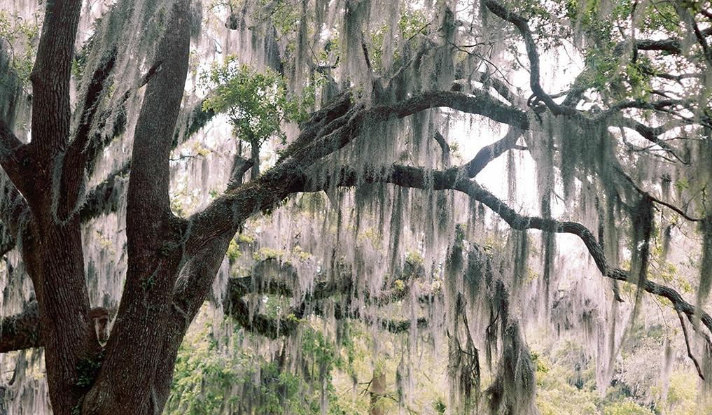 The Wedding Website of Alexa Colvin and Christian Cole