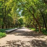 Bosque de Chapultepec