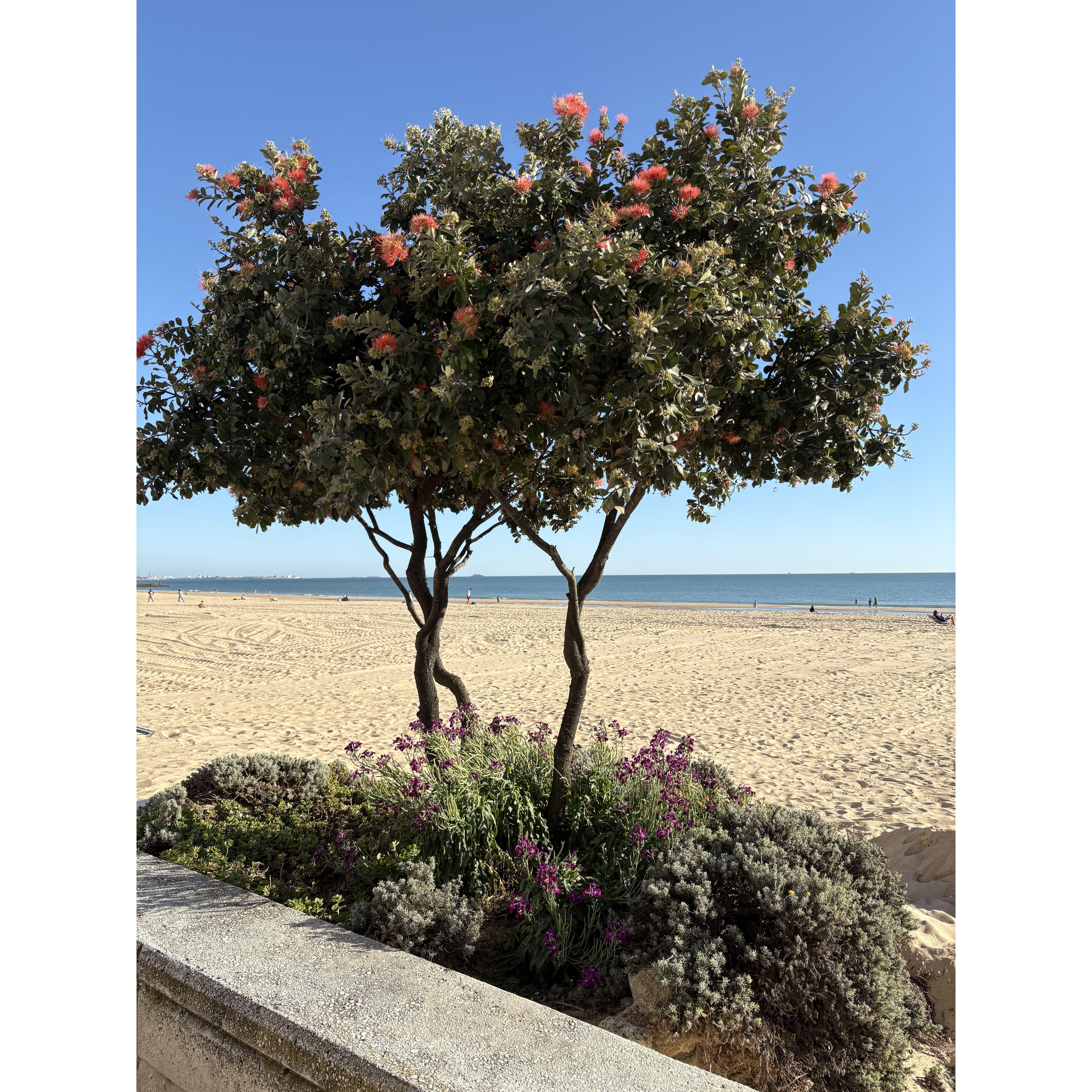 Beach Boardwalk