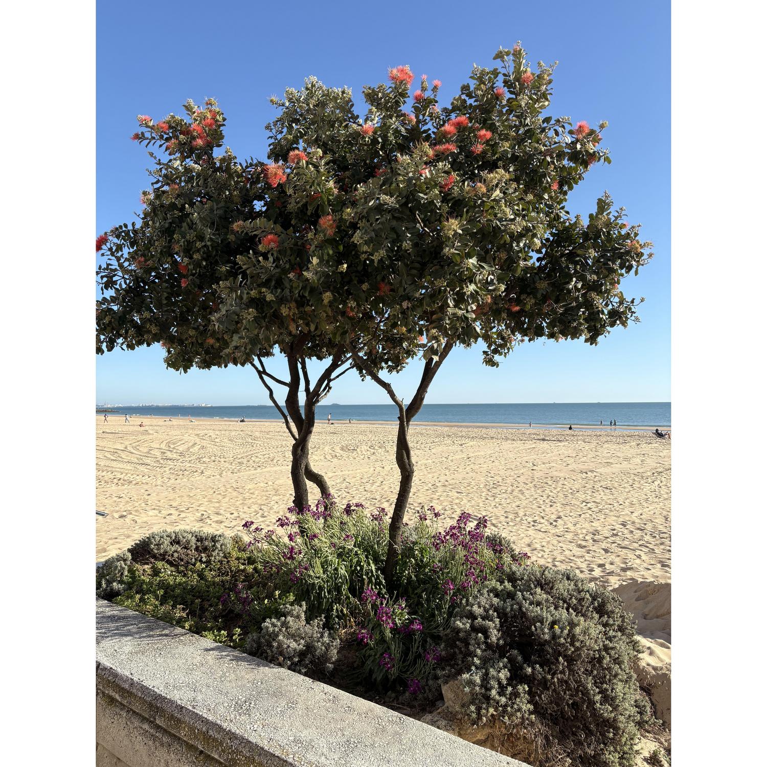 Beach Boardwalk