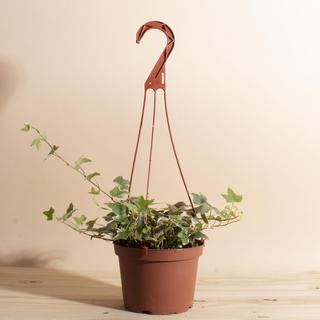 English Ivy Plant