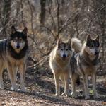 Wolf Sanctuary of PA