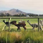 Crescent Moon Alpaca Ranch