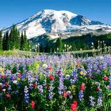 Mount Rainier National Park