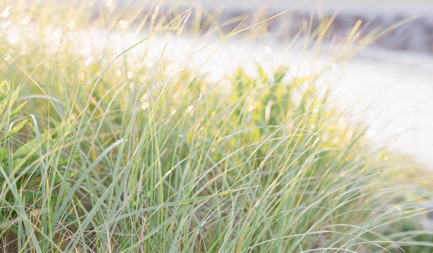 The Wedding Website of Courtney Roth and Joshua Tassinari