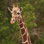 Hogle Zoo