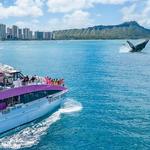 Whale Watching Excursions