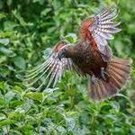 Thursday Zealandia