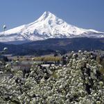 Hood River Fruit Loop