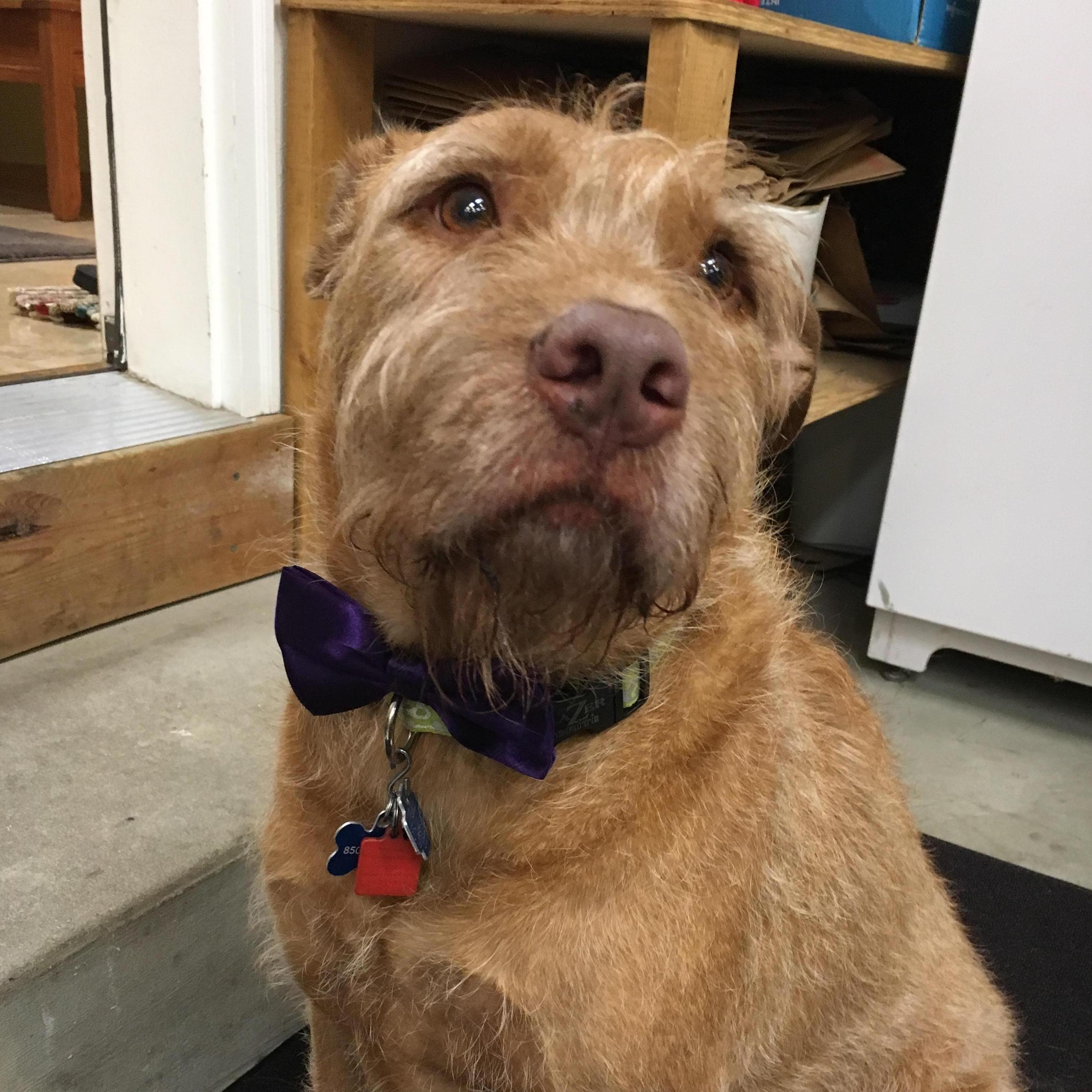 A sweet little boy in a bow tie!