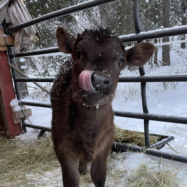 Cow Feed Fund
