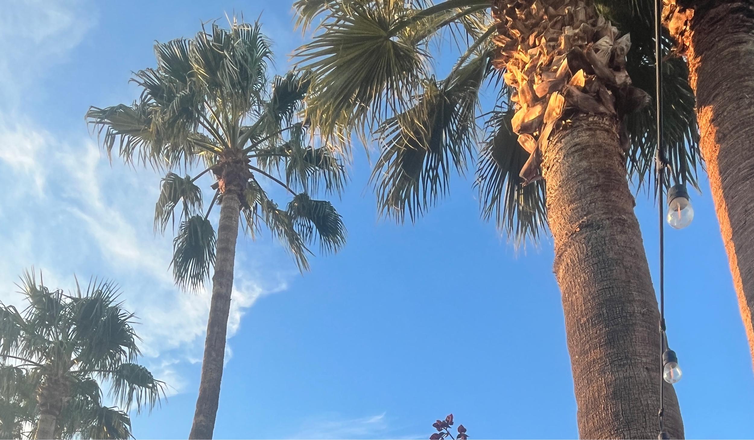 The Wedding Website of Marta Hutchins and Riley Bowden