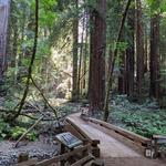 Muir Woods