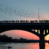 Bats at the Congress Avenue Bridge
