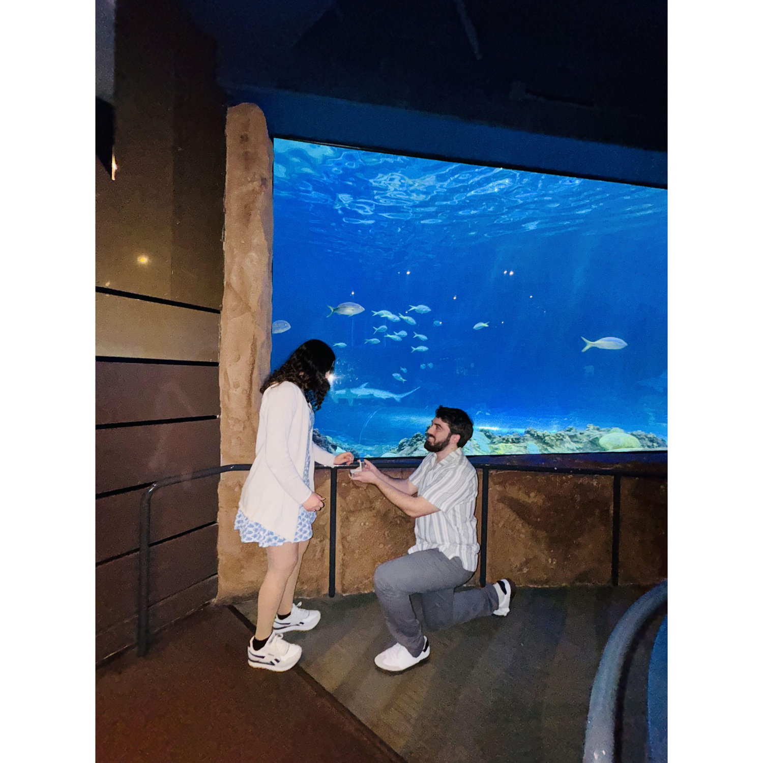 Jonathon proposing in an "underwater" restaurant in Sea World🐳