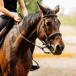 Horseback Riding