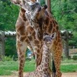 Greenville Zoo