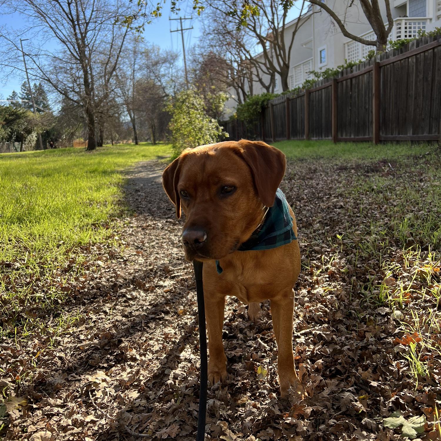 Nelli - The love of our lives