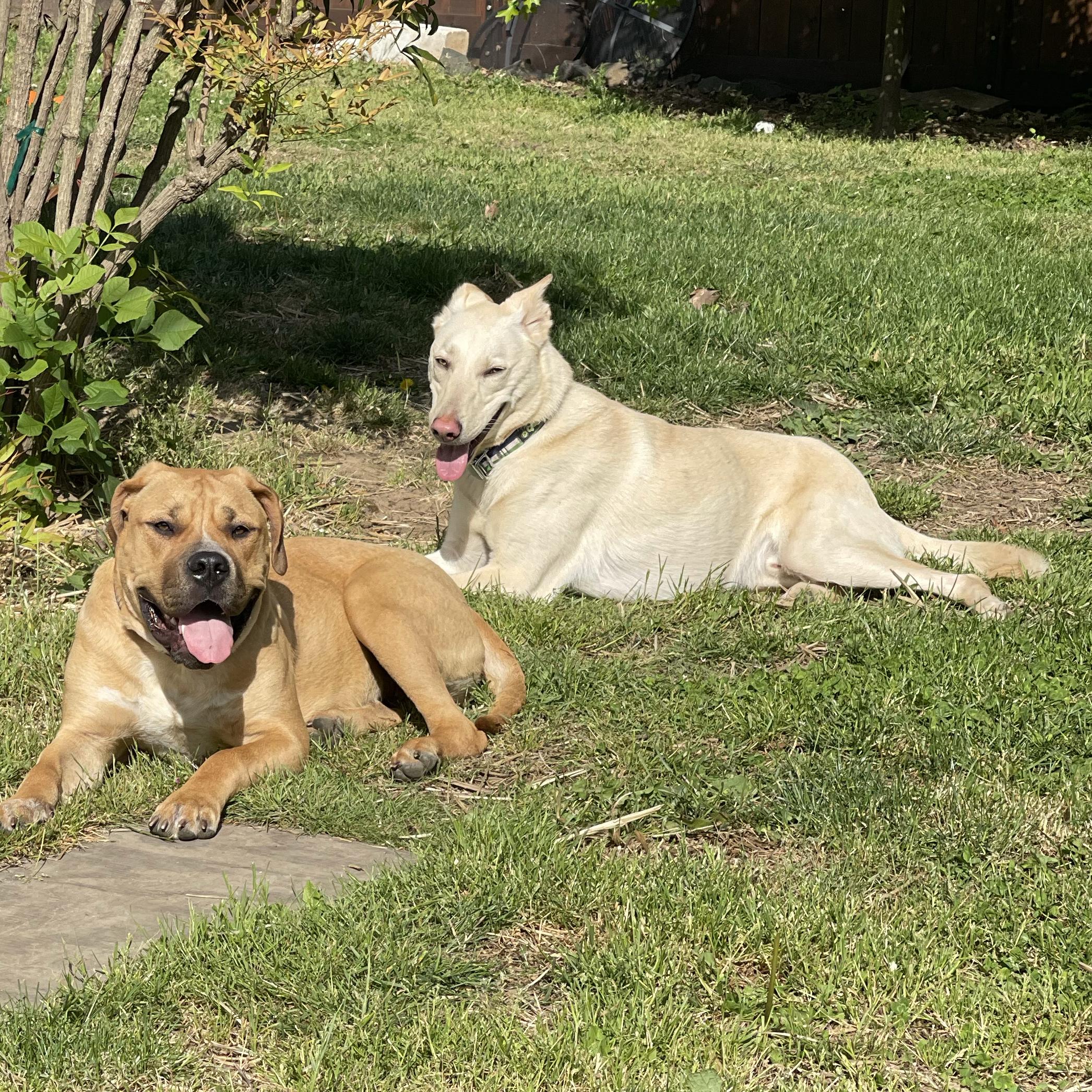 Doggie Daycare for the Fur babies While We Are On Our Honeymoon
