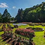 The Raleigh Rose Garden