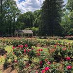 Rose Garden