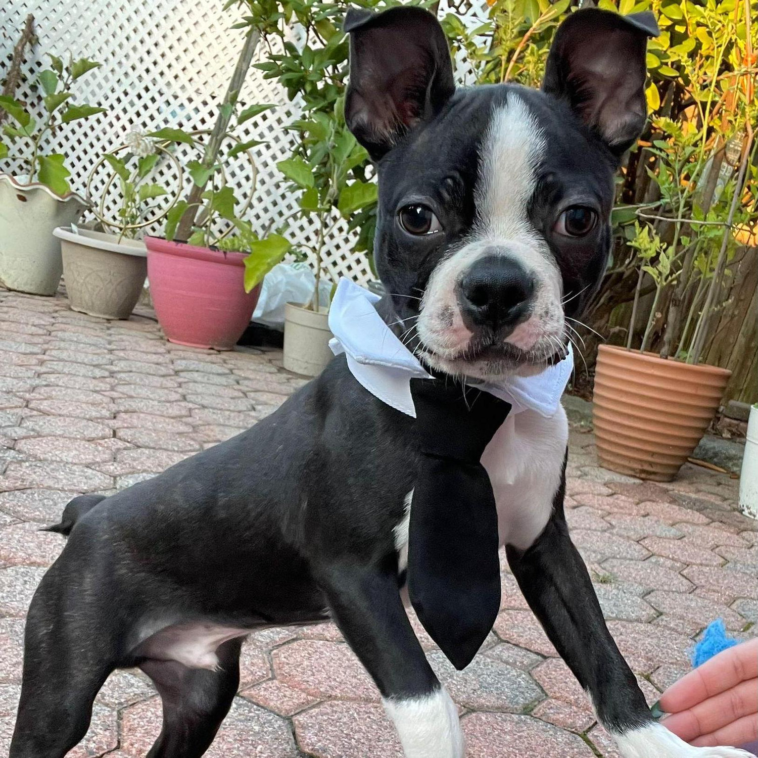 Yes! I know I'm cute.
¡Sí! Sé que soy lindo.