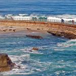 La Jolla Seals (Children's Pool Beach)