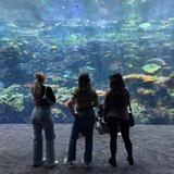 Georgia Aquarium