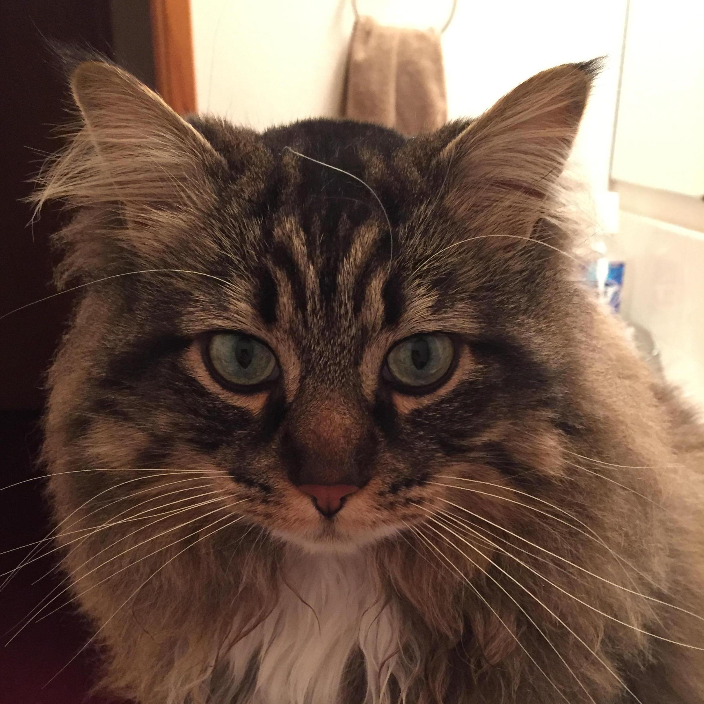 How can we not include our fur baby?