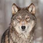 Lakota Wolf Preserve