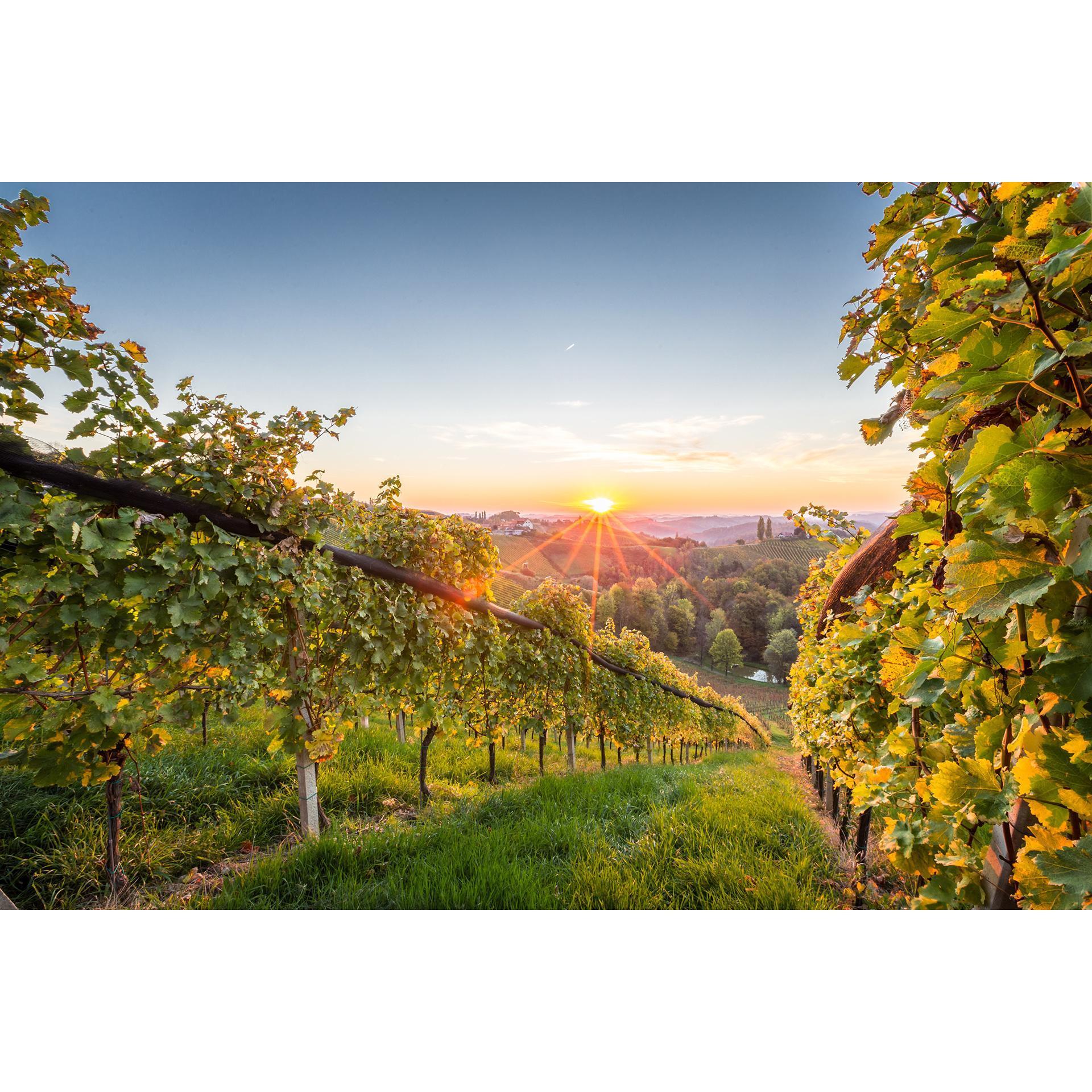 South Styrian wine country