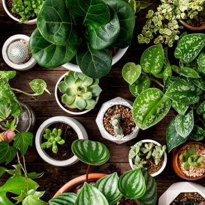 New Plants
