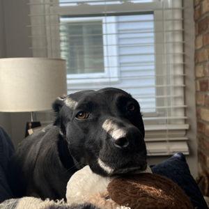 Minneapolis Animal Care and Control Donations