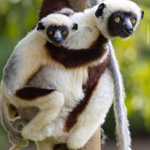 South Africa/Madagascar Honeymoon