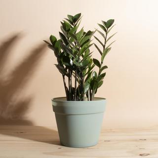 Zanzibar Gem ZZ Plant