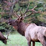 Elk Hunting