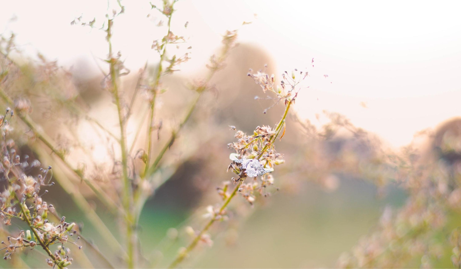 The Wedding Website of Shelbie Farrer and Dawson Farrer
