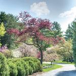 Berkshire Botanical Garden