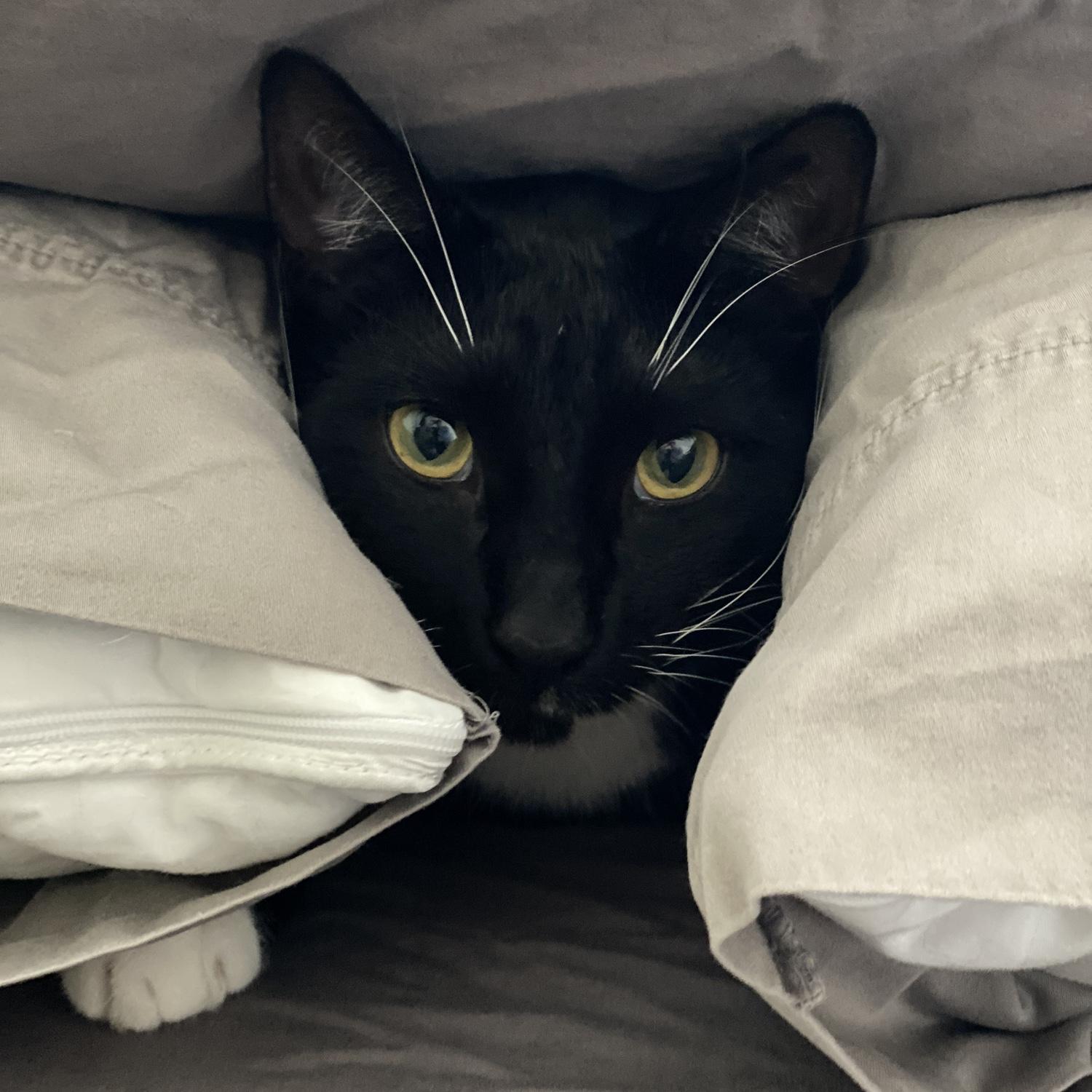 Fierce Finn Finn in a pillow fort