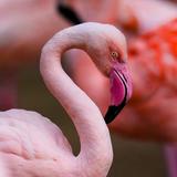 Flamingo Wildlife Habitat