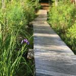 Quincy Bog