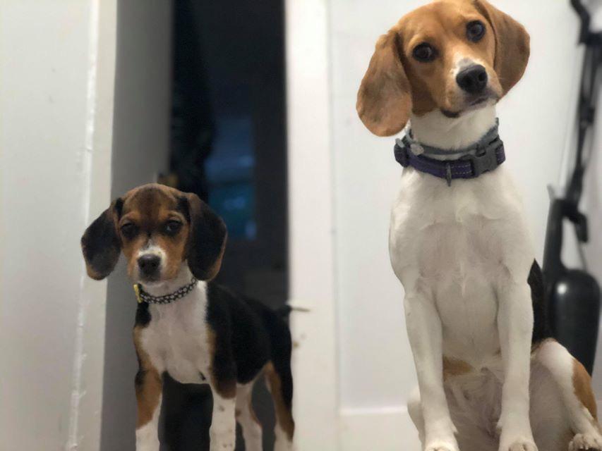 Our fur babies, Luna and Kelce