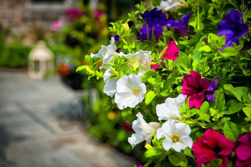 The Wedding Website of Carol O'Connor and Brian Wildes