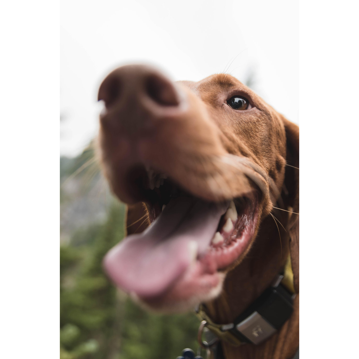 Our first fur child, Denver! Many of you have been paw'd by Denver (sorry about that!), but he loves everyone hard. He's the best boy.